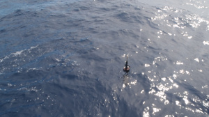 Greek Argo float after deployment in the Myrtoan Sea