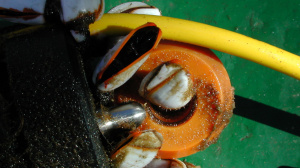 Biofouling that severely affects the salinity recordings (December 2000)