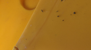 Cracks on buoy's main body can be dangerous for its safety