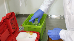 Taking care of samples at R/V Philia's lab  (Sep. 2016)