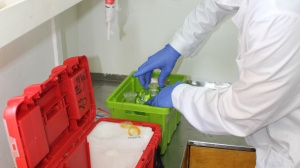 Taking care of samples at R/V Philia's lab  (Sep. 2016)