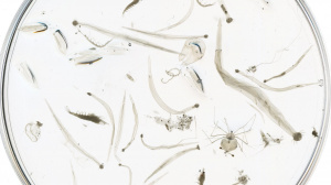 Large zooplankton organisms captured with a 500 μm mesh-size net in the 0-350 m layer at the E1-M3A location. Some of these organisms can perform a vertical migration of up to 350 m in 2 hours (Potiris et al., 2018)
