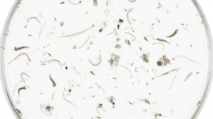 Large zooplankton organisms captured with a 500 μm mesh-size net in the 0-350 m layer at the E1-M3A location. Some of these organisms can perform a vertical migration of up to 350 m in 2 hours (Potiris et al., 2018)
